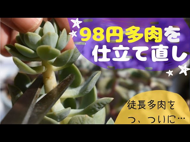 多肉植物 激しく徒長していた98円多肉植物たちを仕立て直し Succulent Plant Youtube
