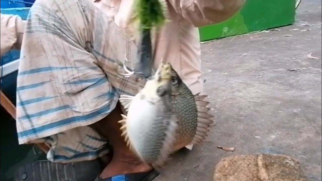 Rabbit fish 🐟 catching technique in Fisheries Harbour Valaichchenai srilanka