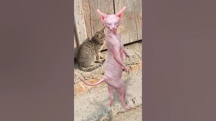 Video 11618101: sphynxcat dancing cats, cat sphynxcats funny, cat dance funny sphynx