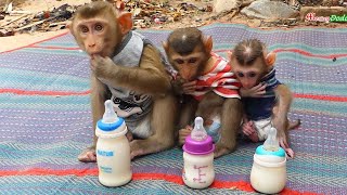 Most Cutest Three Adorable Pruno Shusy & Jenna Sit In Line To Get Milk, Pruno Wait Mom Let Him Milk