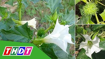 5 người dân ở Đắk Lắk bị ngộ độc cà độc dược | THDT