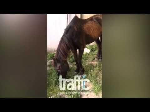 Видео: Насилие върху хора над коне: За клане на еднокопитни в САЩ (и болната опция в Маями)