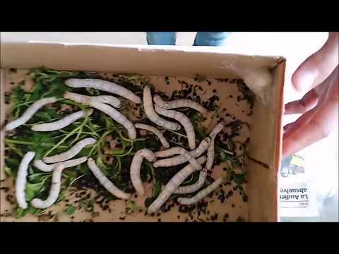 كيف تقوم برعاية دود القز