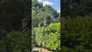 #birds #party in the #french #garden
