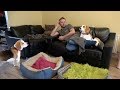 How Relaxing With Beagle Dogs Looks Like - Dogs Want Attention の動画、YouTube動画。