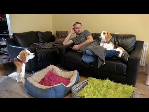 Video: Denne Snuggly Robotic Beagle hjelper folk å gjenopprette fra PTSD