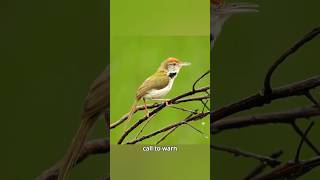 This Tiny Bird Builds a House Better Than Humans #birds #nature #facts #wildlife #ytshorts #birdlife