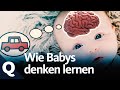 So lernen Babys, in Kategorien zu denken | Quarks