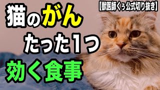 猫の「がん」に唯一推奨できる食事を獣医師が解説します【獣医師くぅ公式切り抜き】 by くぅのキャットフード研究室 9,125 views 1 month ago 3 minutes, 26 seconds