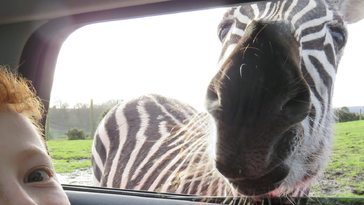 West Midlands Safari Park Trip January 2017!