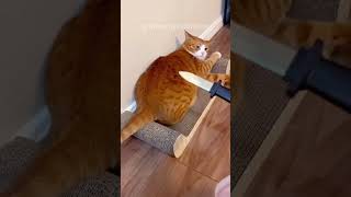 Download Lagu Weird Cat Sounds😂😂#funny #pets #cat MP3