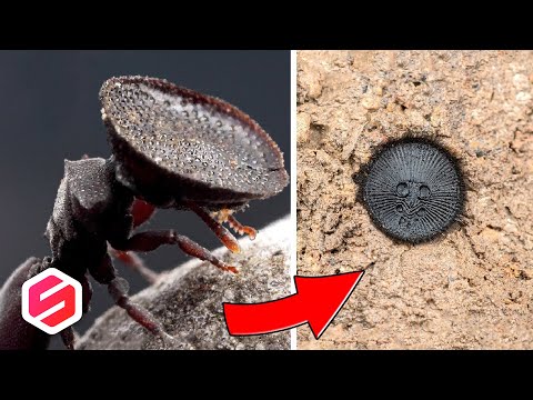 Video: Semut Aneh - Pandangan Alternatif
