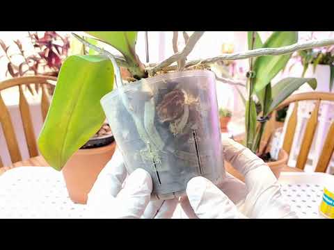 Video: Bolezni Orhidej In Njihovo Zdravljenje
