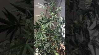 Esrar,Cannabis,Marijuhanna 🌱Doğal (1)