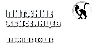 Правильное питание абиссинцев. Чего нельзя абиссинцам? Правильное питание абиссинцев. Чего нельзя абиссинцам?