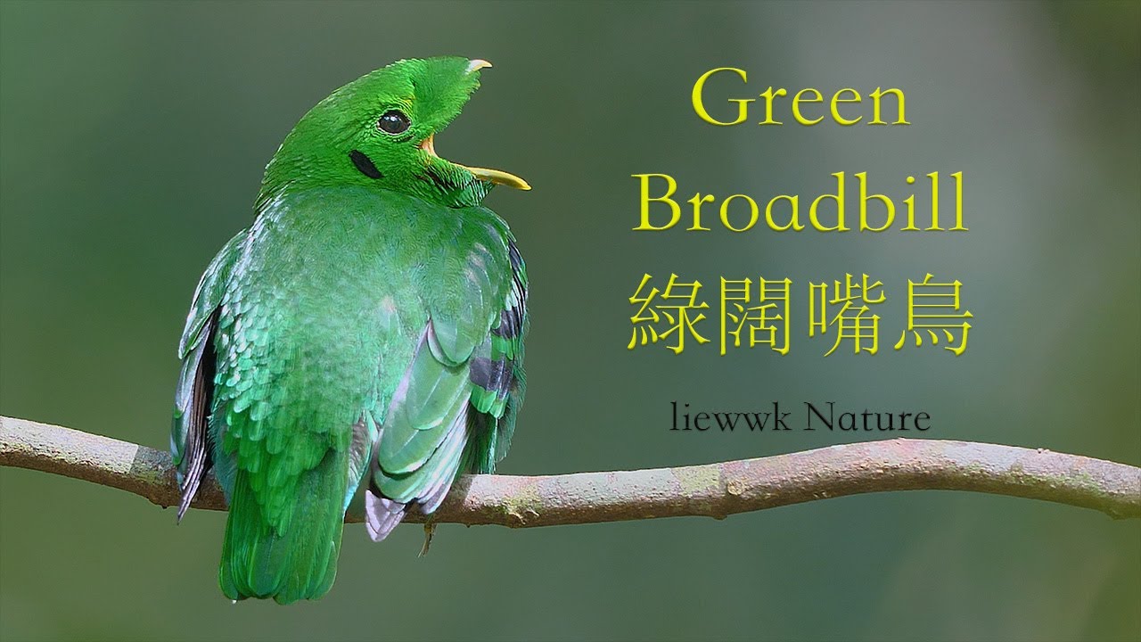 Yawning Broadbill Green Broadbill 綠闊嘴鳥 Youtube