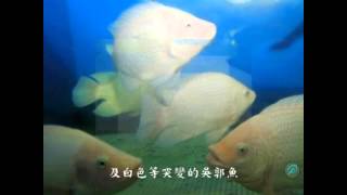 紅色吳郭魚 