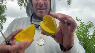 Ice Cream Mango Review