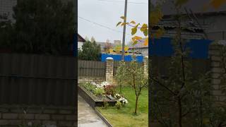 Идёт дождь #праздник #шортс #счастье #природа #сад #огород #наслаждение #любовь #отдых