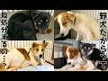 【心を開く元野犬】保護犬たちの変化まとめ
