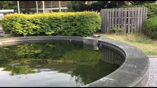 Outdoor Koi fish pond | Japanese carp | Sound of the pond