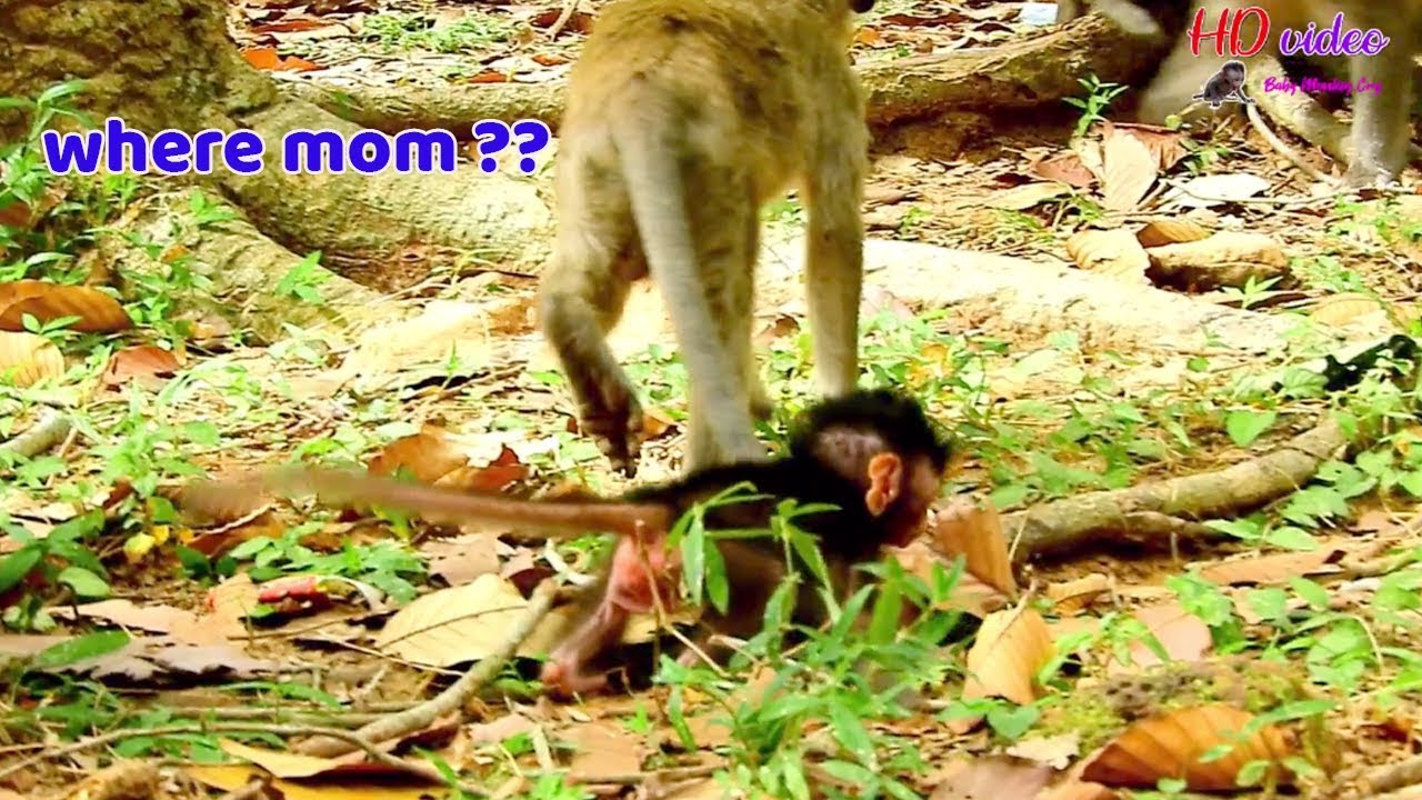 Baby Jayden just 4days old ! Why Jade keep baby Jayden alone | Pity Jayden lost the way find mom