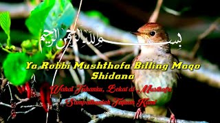 Sholawat Merdu Ya Robbibil Musthofa Lirik Dan Terjemahan
