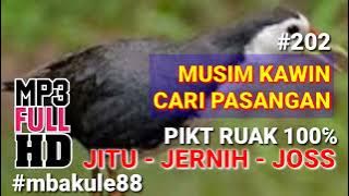 SUARA PIKAT BURUNG RUAK RUAK Saat Musim Kawin Paling Jitu Jernig Jos 100% Point #mbakule88