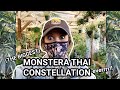 The Biggest Monstera Thai Constellation I have Ever Seen! | Plant Shopping 2021