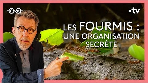 🐜 Les fourmis : une incroyable créativité !