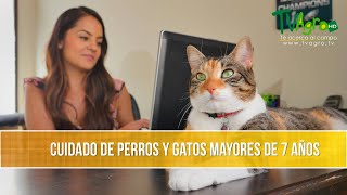 Cuidado de Perros y Gatos Adultos TvAgro por Juan Gonzalo Angel Restrepo