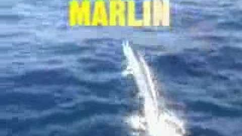 Hooked On: Creatures of the Deep Trailer