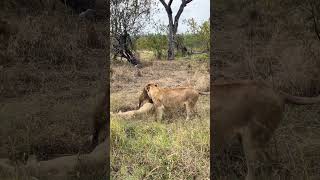 Wild Encounter: Leopard overlooking lions #plainscampmale #nkuhumafemale #sabisands #leopard #lion
