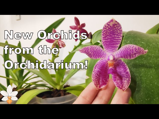 orchidarium prangins suisse anti aging)