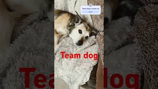 Team dog or team cat #cat #dog