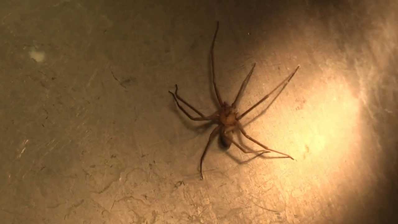 brown recluse bathroom sink