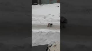 Кот застрял в пакете из под чипсов. Кот застрял в пакете из под чипсов.