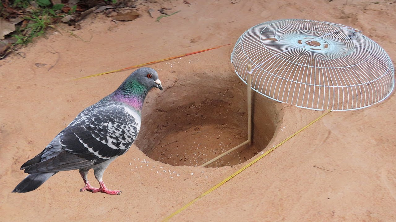 How to Make a Simple and Effective Bird Trap –