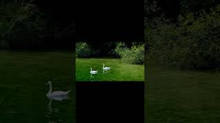 Calm river, gentle ducks, and pure nature sounds 🍃