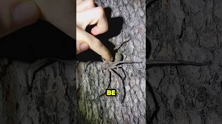 What Happens When You Stomp On A Spider?