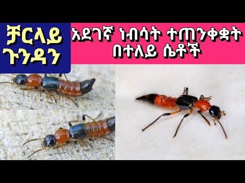 Charlie Ant Rove Beetle አደገኛ ጉንዳን ተጠንቀቋት