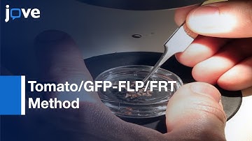 Tomato/GFP-FLP/FRT Method: Mosaic Adult Drosophila Photoreceptor Cells l Protocol Preview