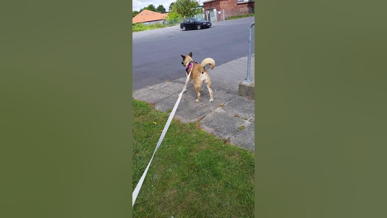 Natural socialisaton for a dog, with Jan Fennell, 'The Dog Listener