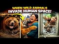 When Wild Animals Invade Human Space