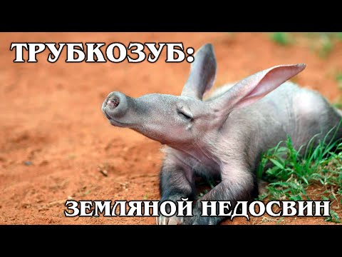 AARDVARK: The African "digger" builds the best houses | Interesting facts about aardvark and animals
