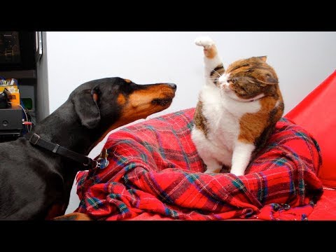 angry-cats-vs-dogs-funny-compilation-2019-!!!