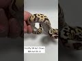 Firefly SN het Clown 66% het DG ♂ / ファイヤーフライ スポットノーズ Het クラウン 66% Het DG | 個体紹介 #ボールパイソン #ballpython