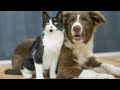 Gatos Graciosos - Los Mejores Videos de Gatos Chistosos # 32