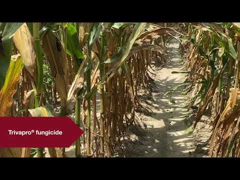 Video: Što je bolest južnog lišća kukuruza: kontrola južne gljivice na kukuruznom lišću