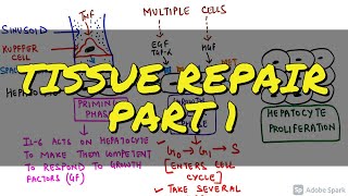 GENERAL PATHOLOGY II CHAP 3 II INFLAMMATION & REPAIR II PART 1 II ROBBINS 10TH EDITION